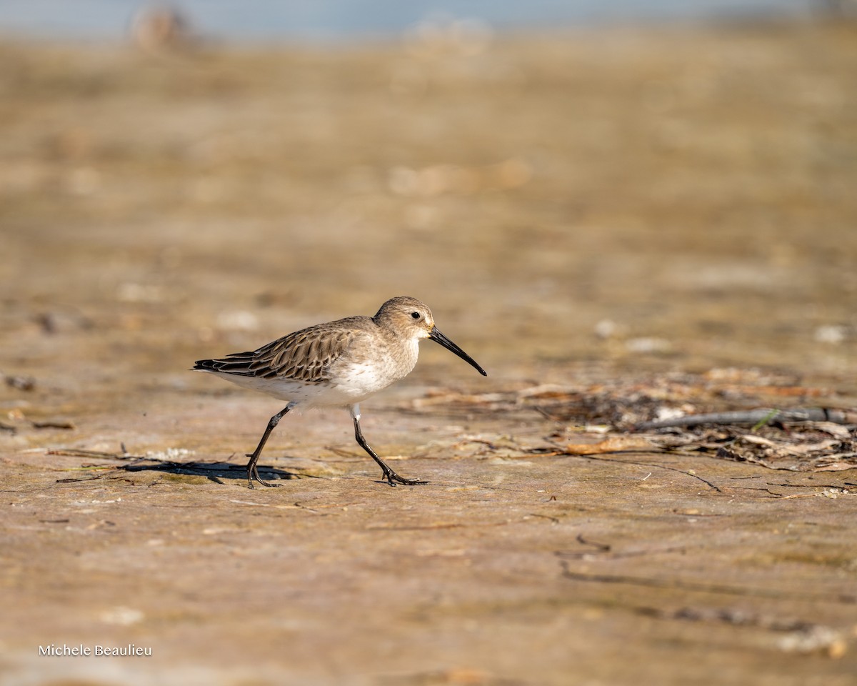 ハマシギ - ML645714469