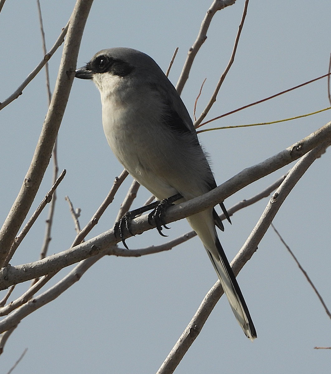 アメリカオオモズ - ML645714470