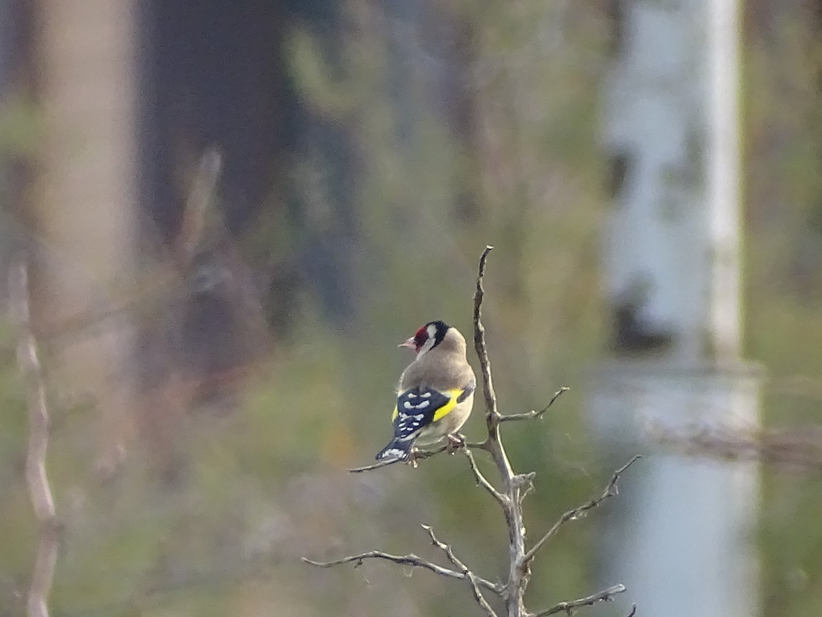 ゴシキヒワ - ML645714471