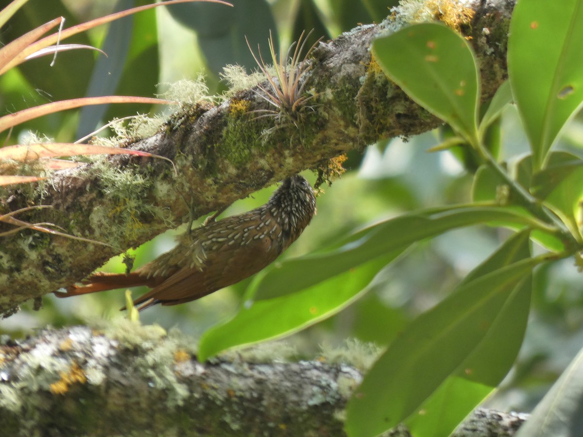 ミヤマオニキバシリ - ML645714472