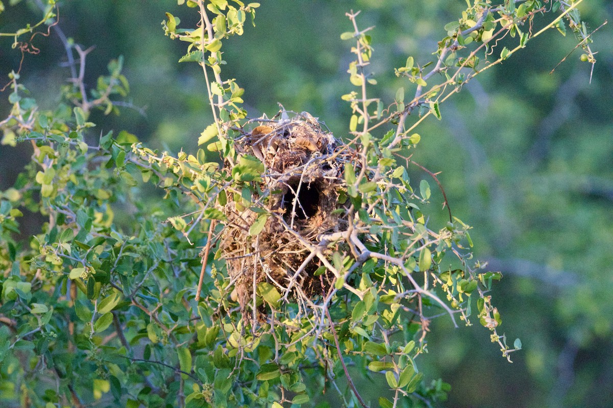 アメリカツリスガラ - ML645714474