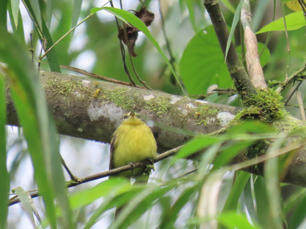 キイロコバシハエトリ - ML645714475