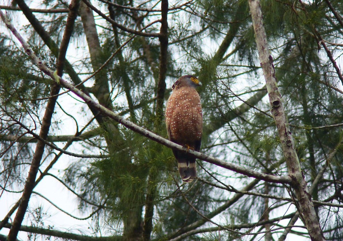 フィリピンカンムリワシ - ML645714476