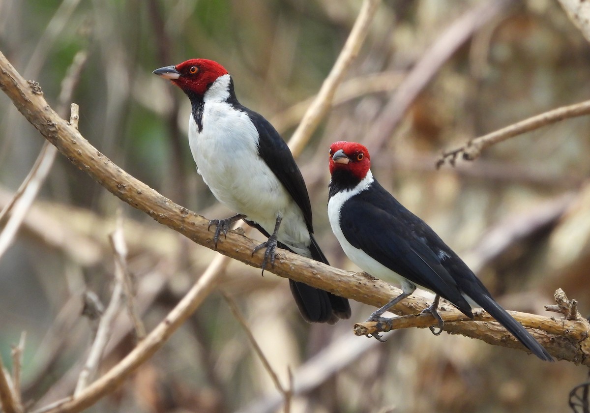 ノドグロコウカンチョウ（cervicalis） - ML645714477