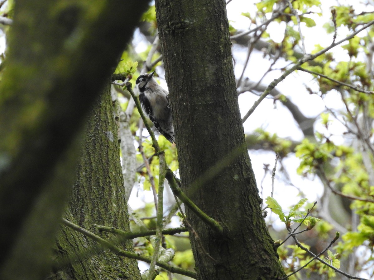 נקר גמדי - ML645714478