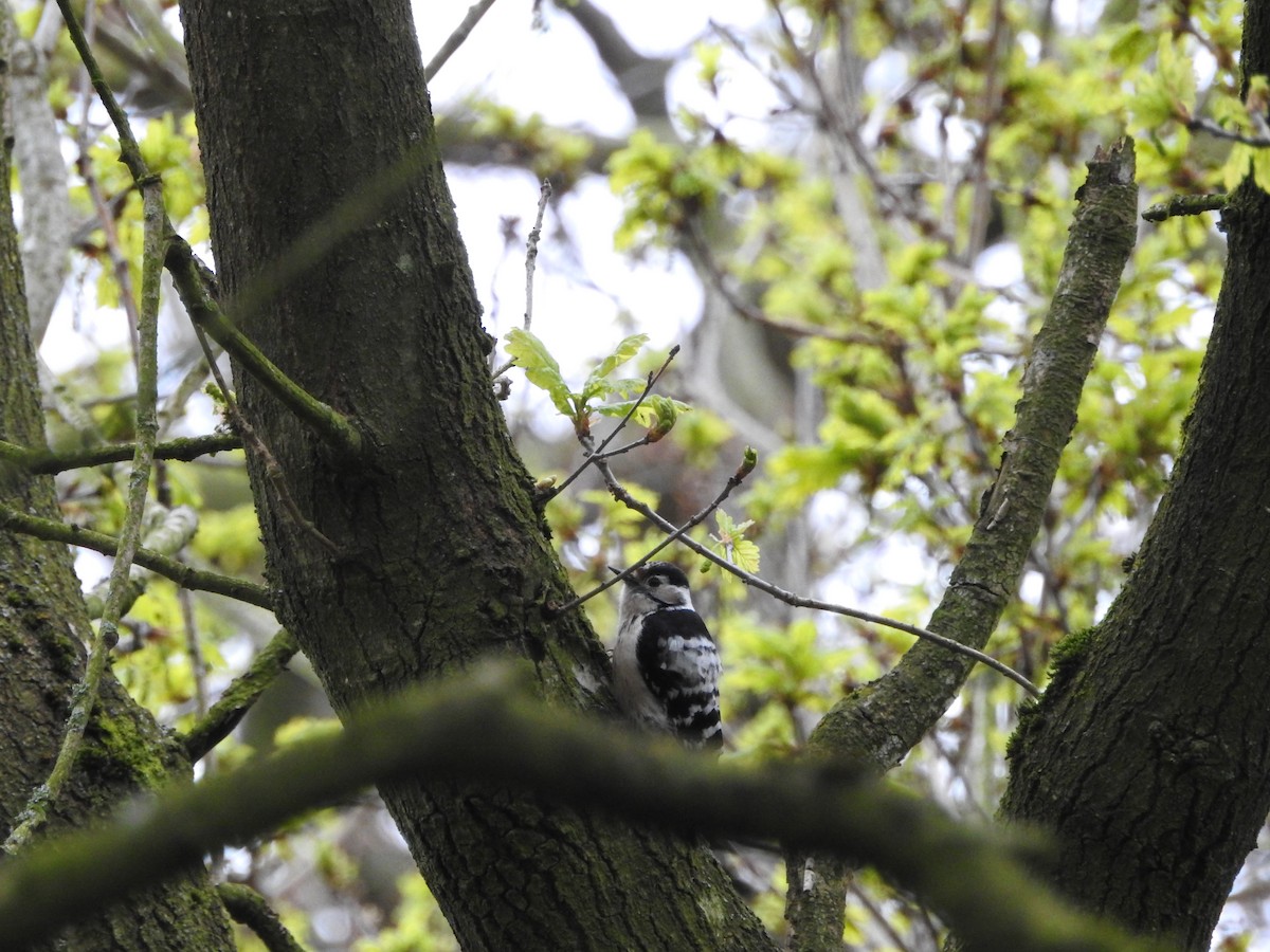 נקר גמדי - ML645714479