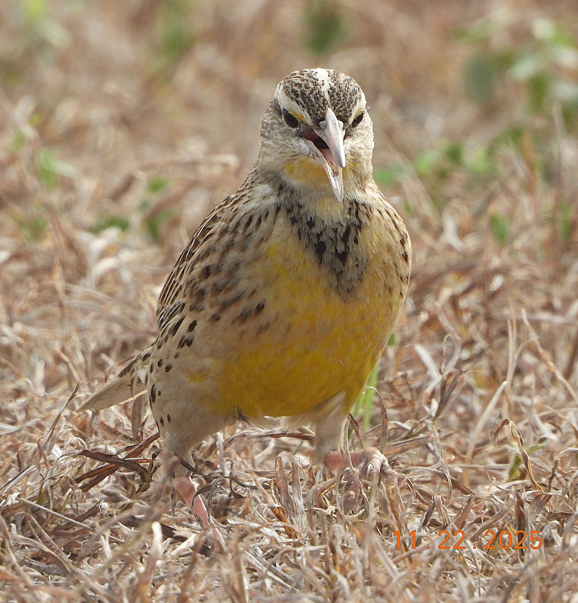 Western Meadowlark - ML645714480