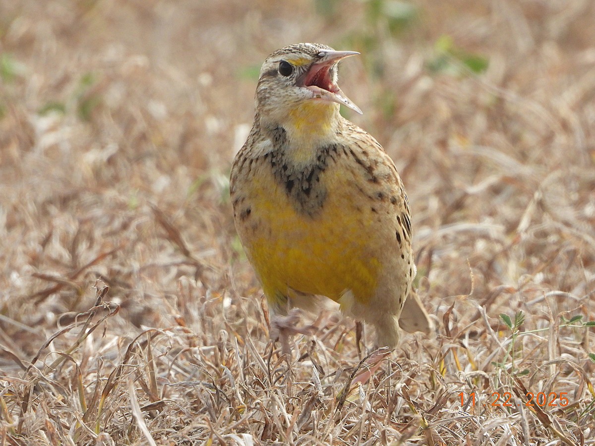 Western Meadowlark - ML645714481
