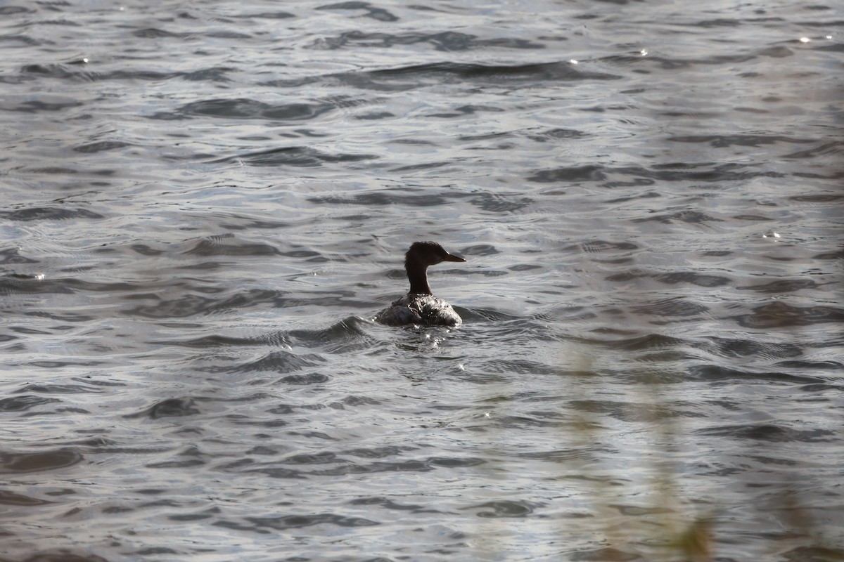 Red-necked Grebe - ML645714483