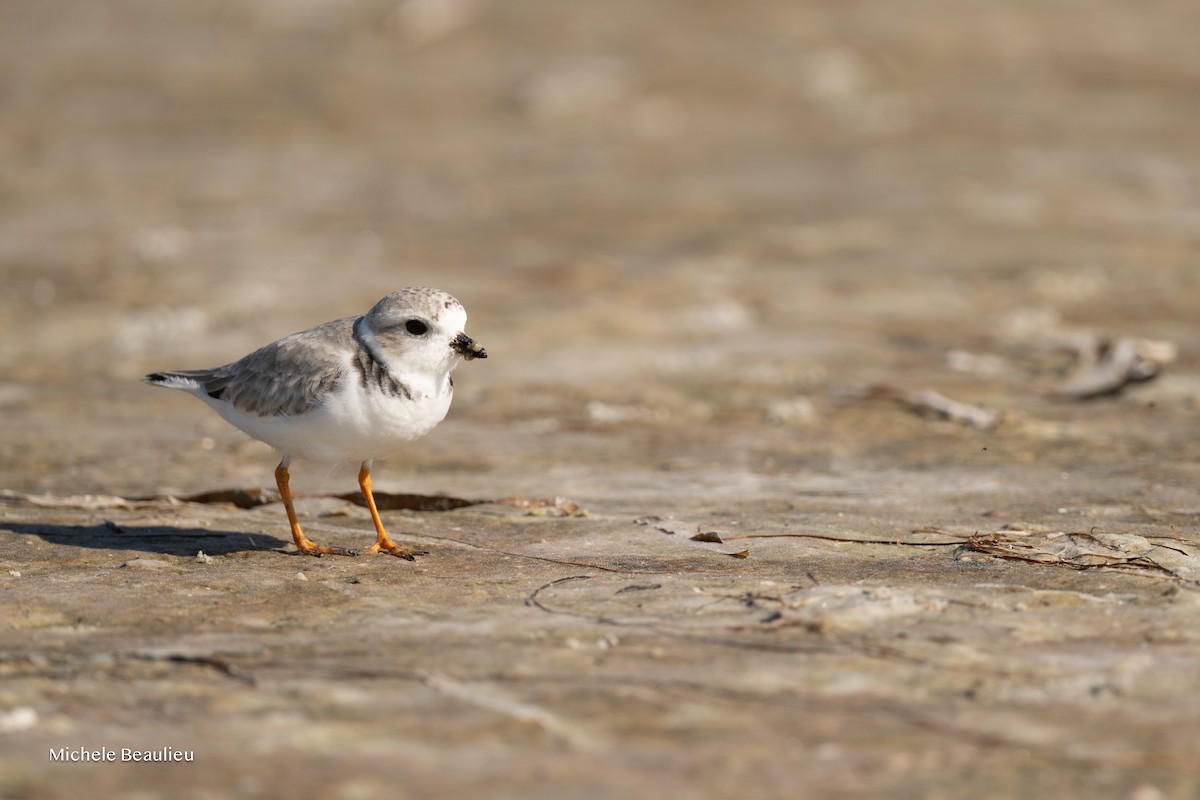 Flötenregenpfeifer - ML645714514