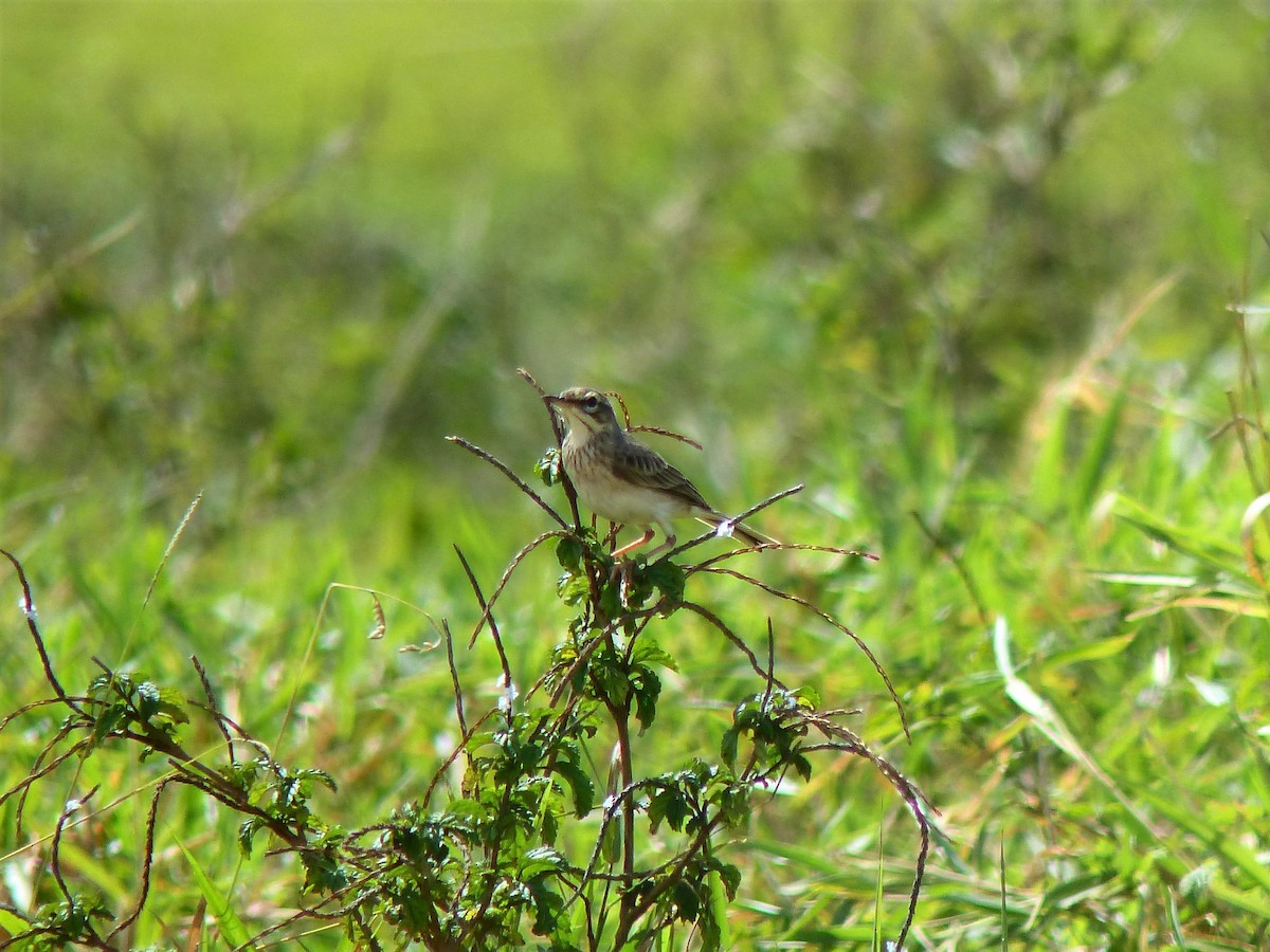 Paddyfield Pipit - ML645714518