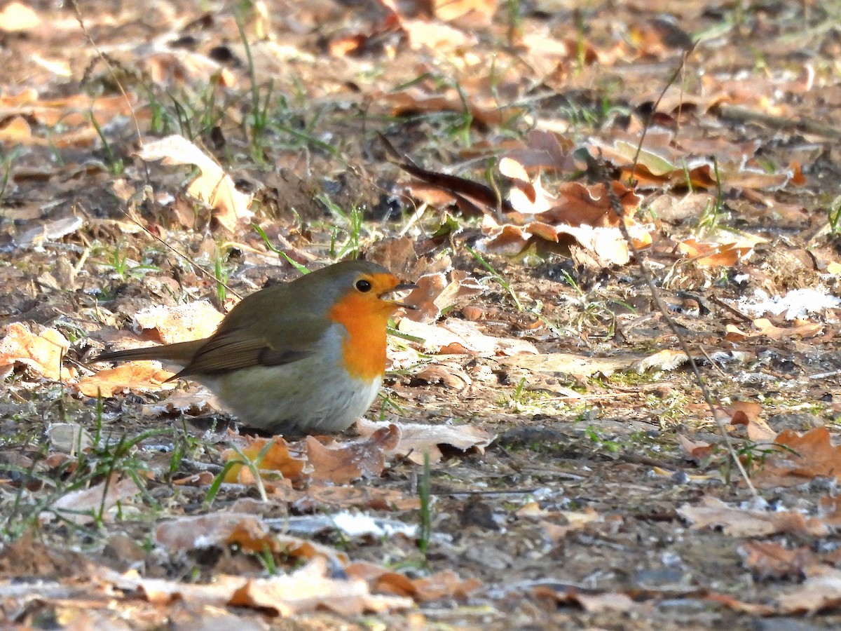 European Robin - ML645714519