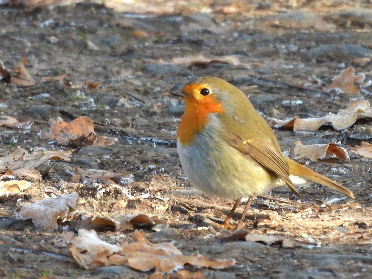 European Robin - ML645714520