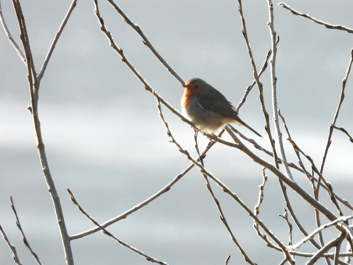 European Robin - ML645714521