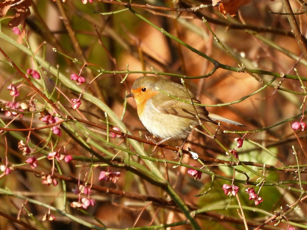 European Robin - ML645714522