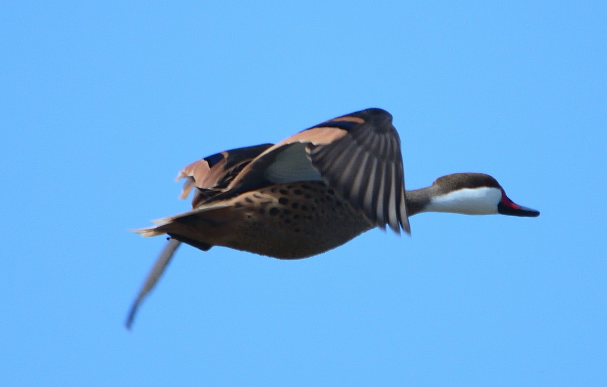 White-cheeked Pintail - ML645714527