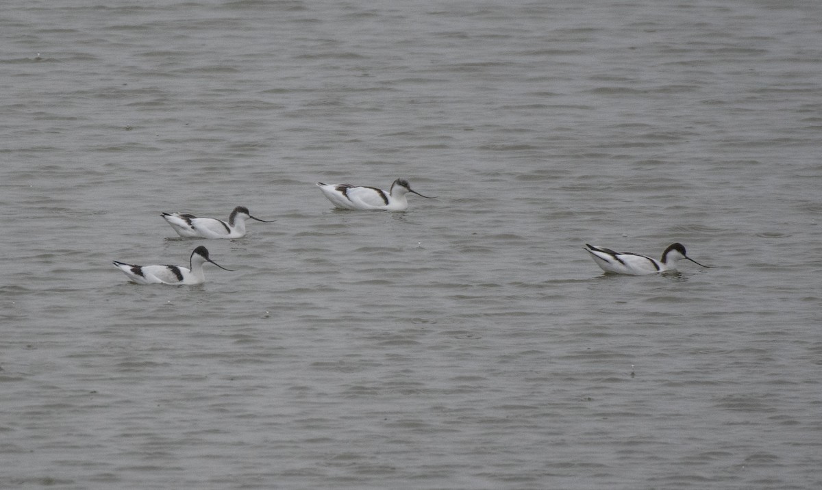 Pied Avocet - ML645714528