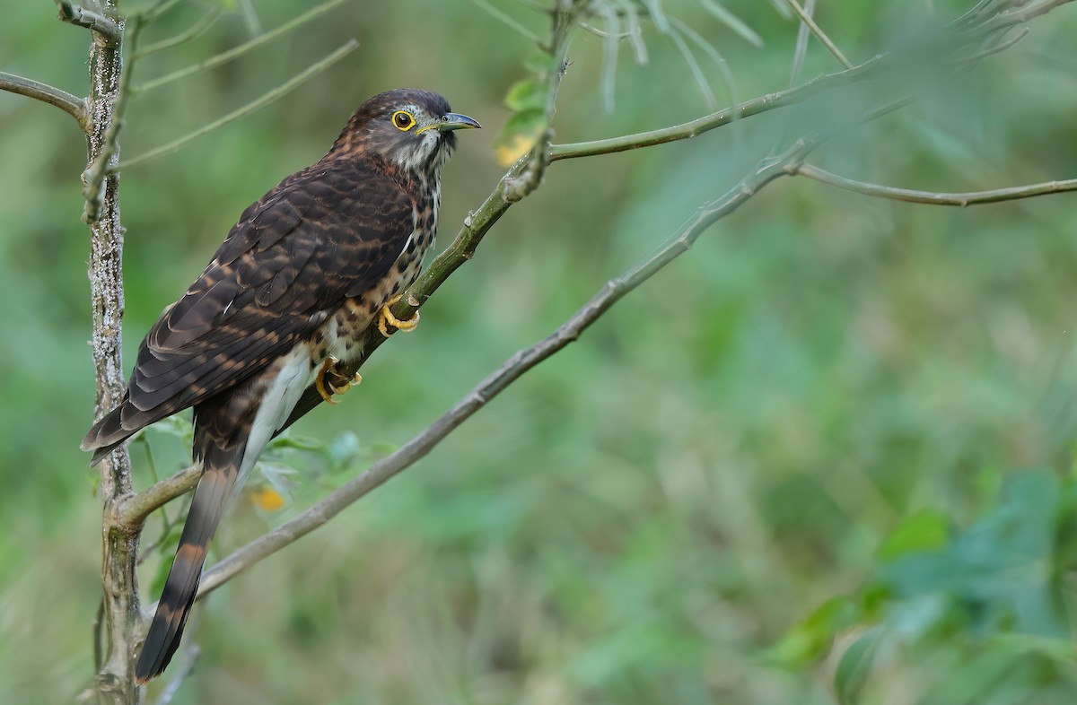 Large Hawk-Cuckoo - ML645714531