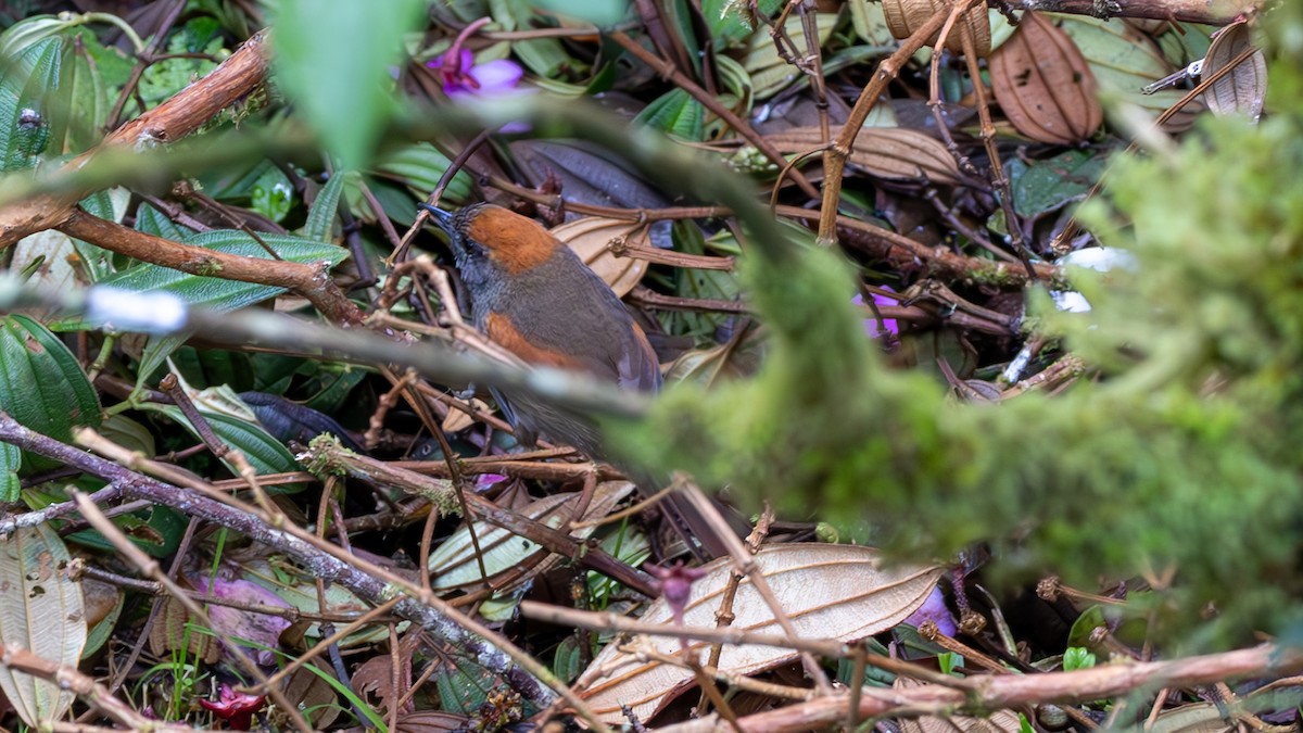 ミヤマオナガカマドドリ - ML645714537