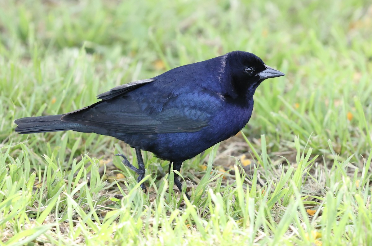 Shiny Cowbird - ML645714542