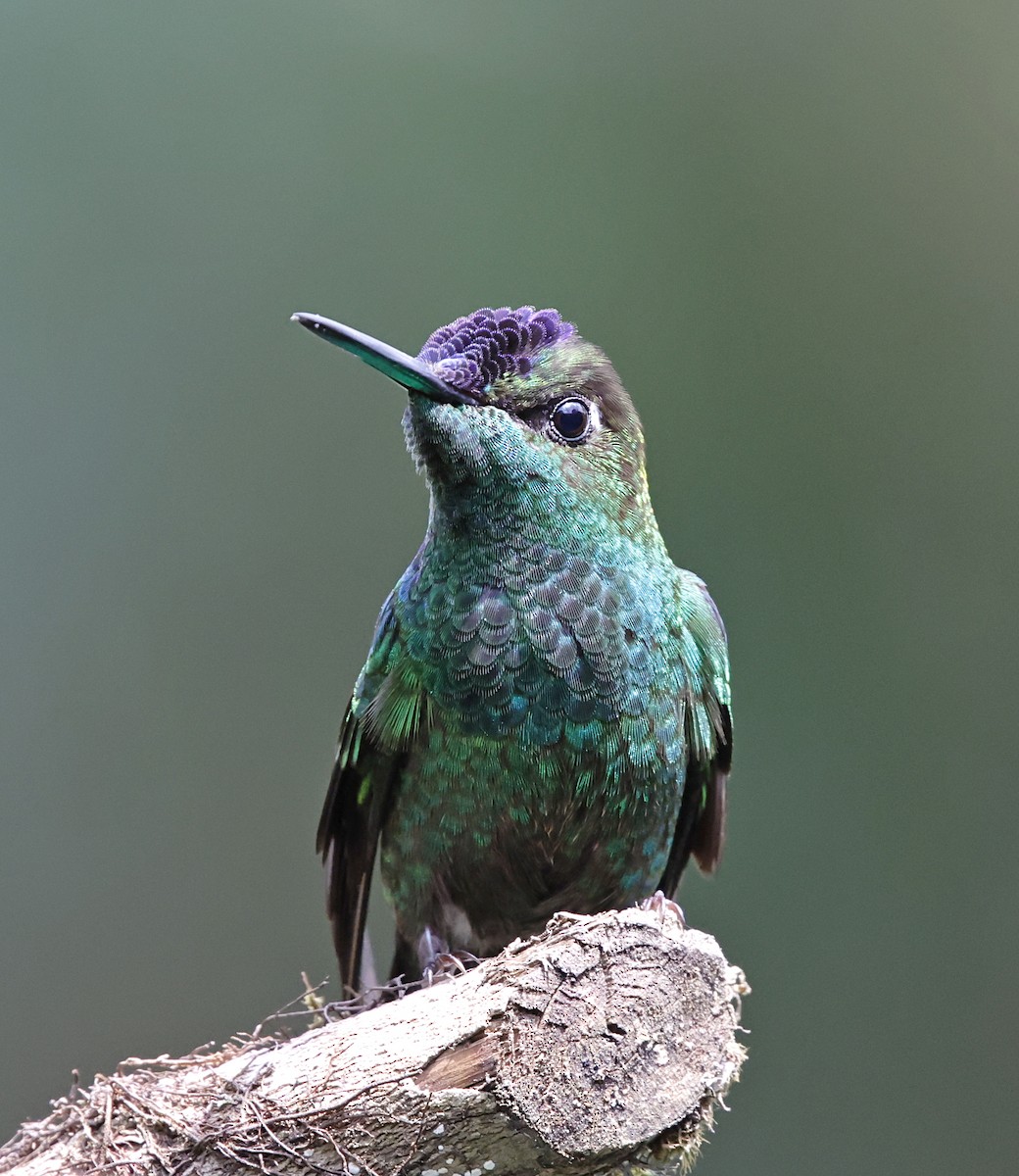 Violettstirn-Brillantkolibri - ML645714545