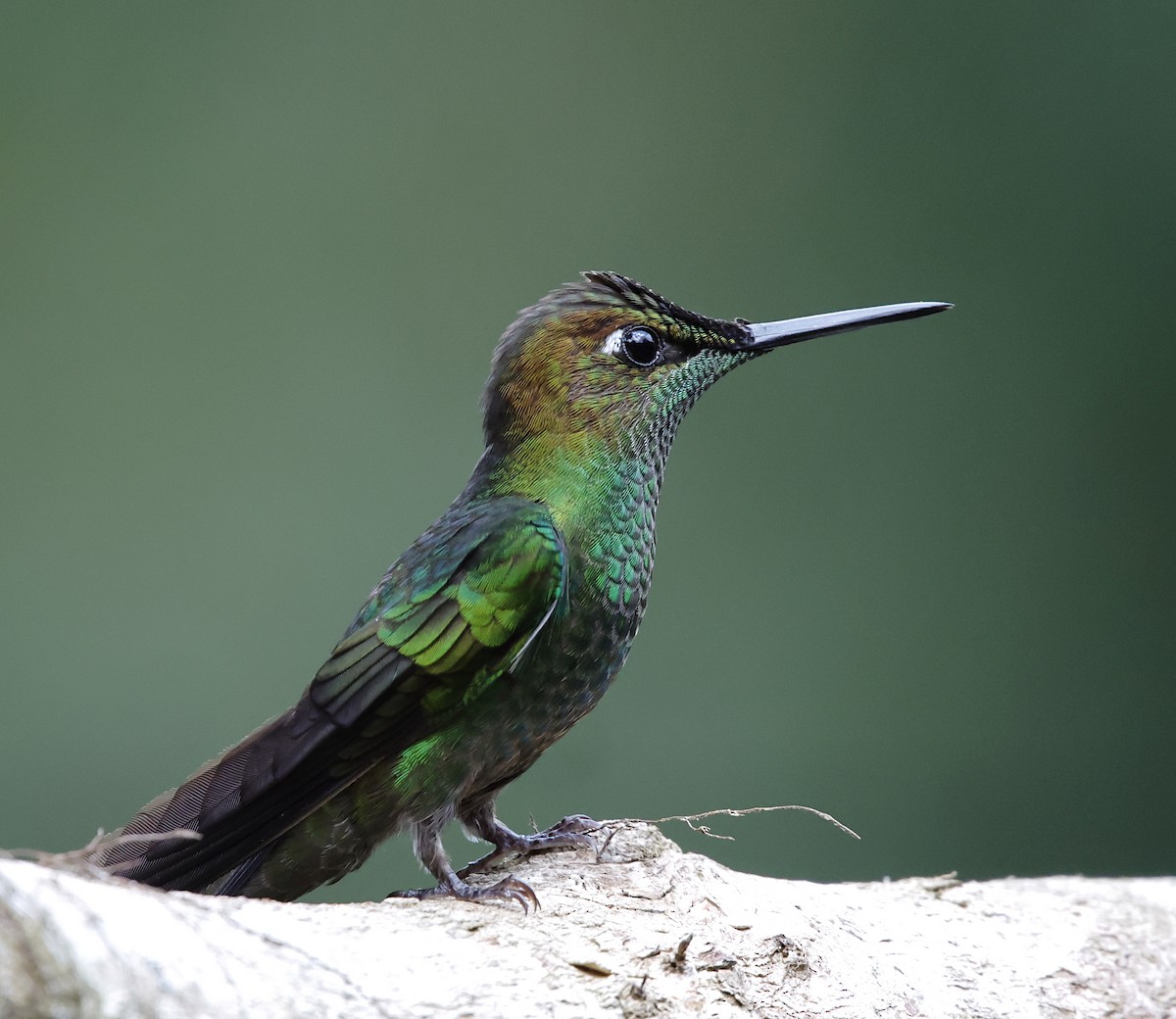 Violettstirn-Brillantkolibri - ML645714546