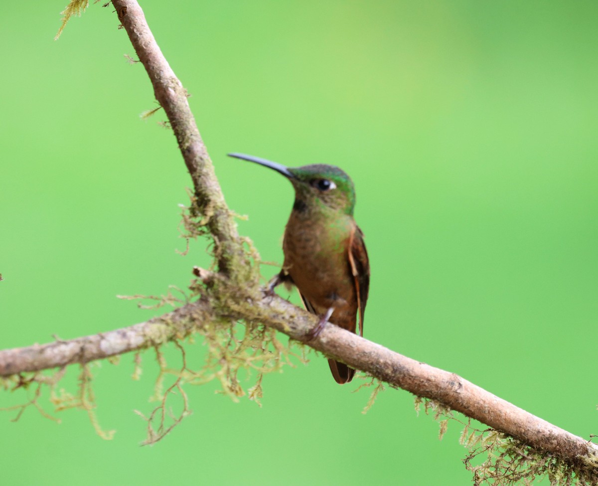 Braunbauch-Brillantkolibri - ML645714547