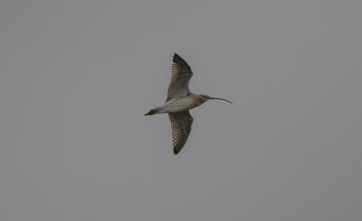 Eurasian Curlew - ML645714551