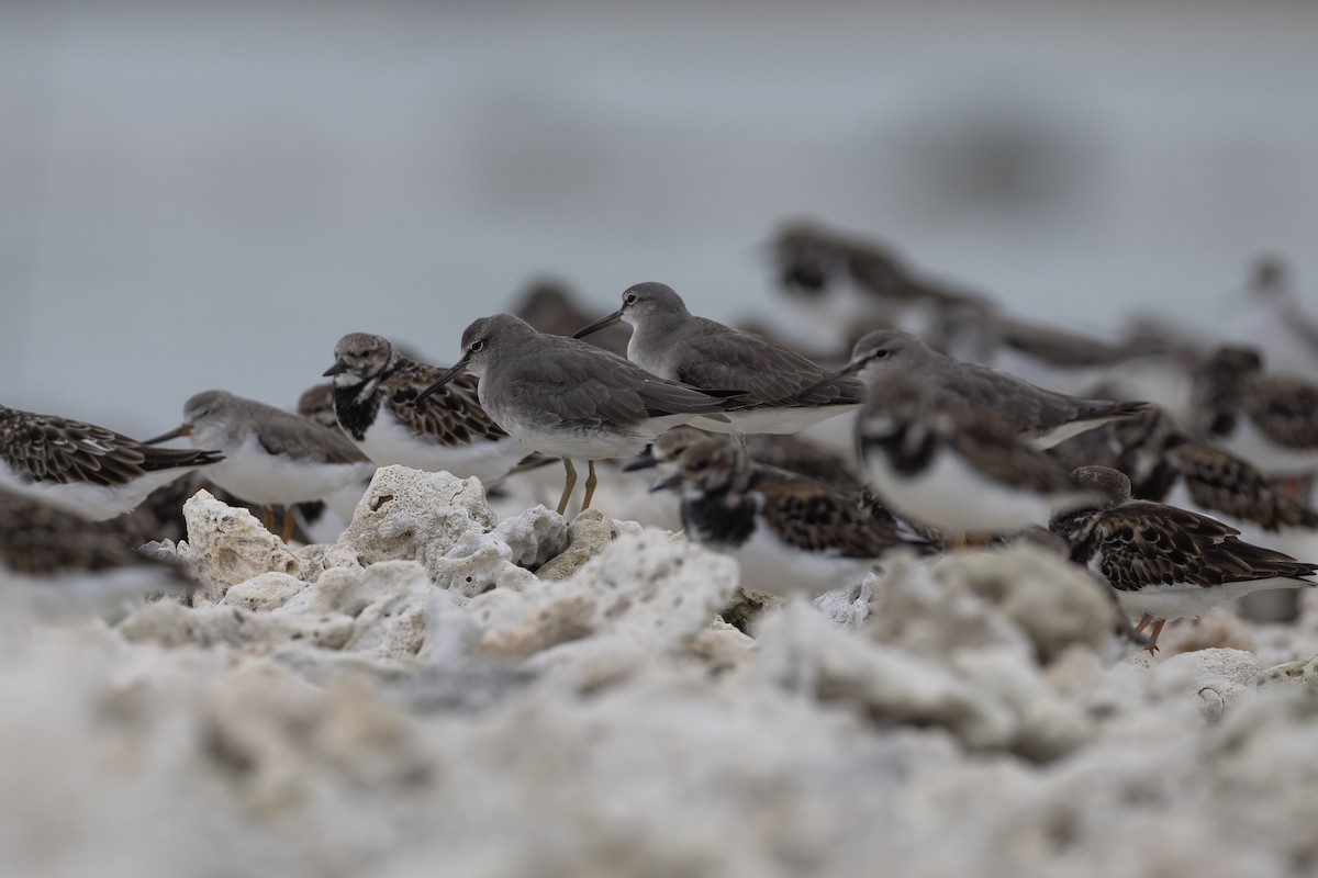 Playero Siberiano - ML645714554