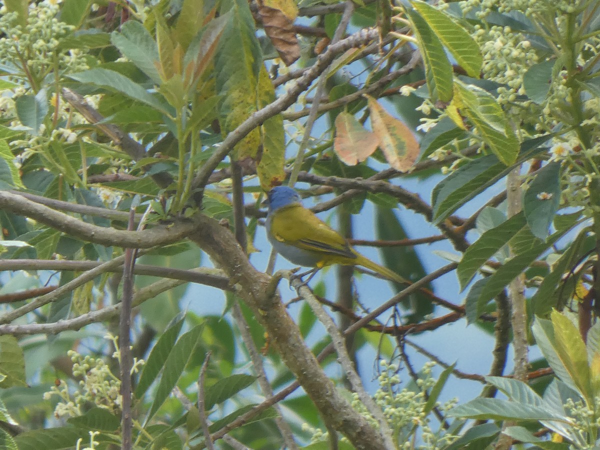 Blaukopftangare - ML645714556