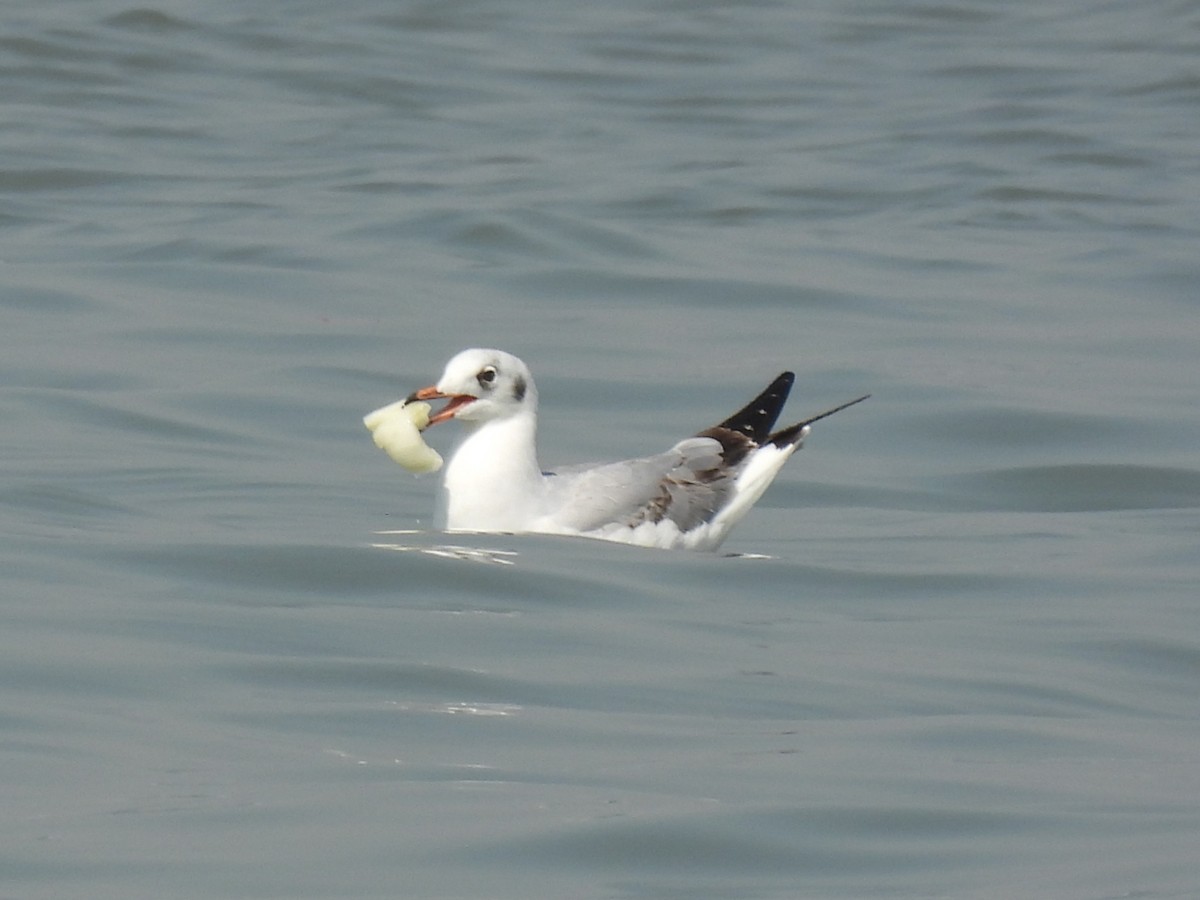 Lachmöwe - ML645714557