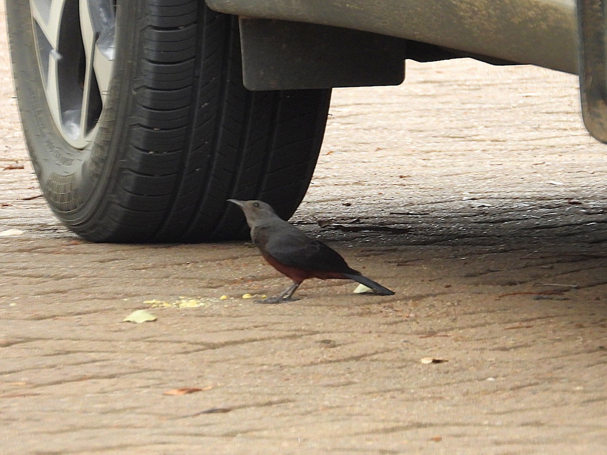 Rotbauchschmätzer - ML645714558