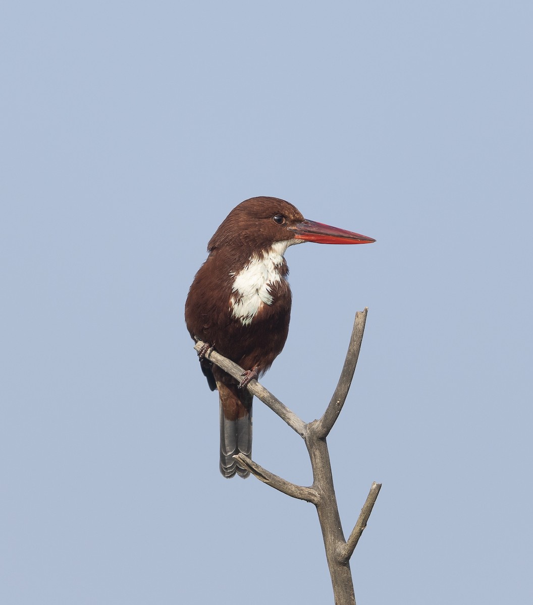 Braunliest - ML645714560