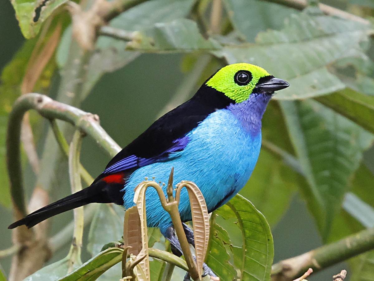 Siebenfarbentangare - ML645714562