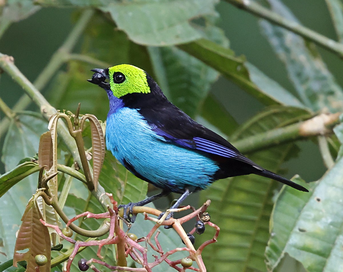 Siebenfarbentangare - ML645714563