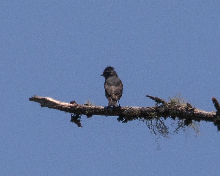 Fahlkehl-Zwergbekarde - ML645714564