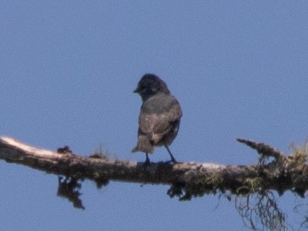 Fahlkehl-Zwergbekarde - ML645714565