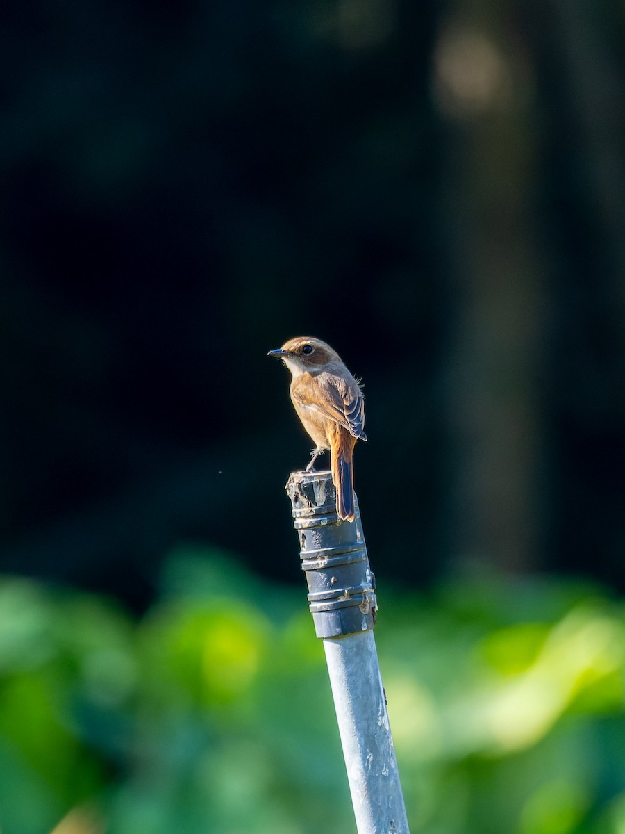 Grauschmätzer - ML645714567