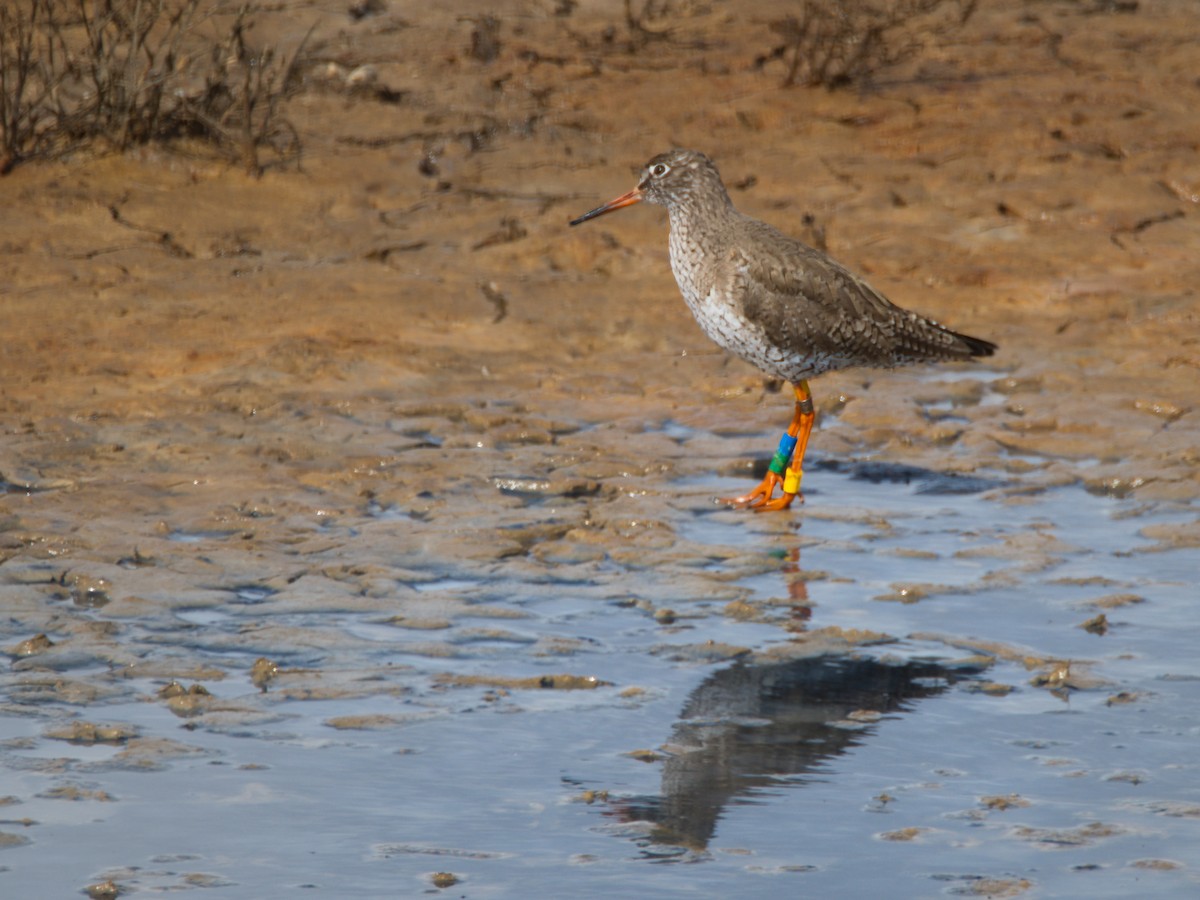 Rotschenkel - ML645714570