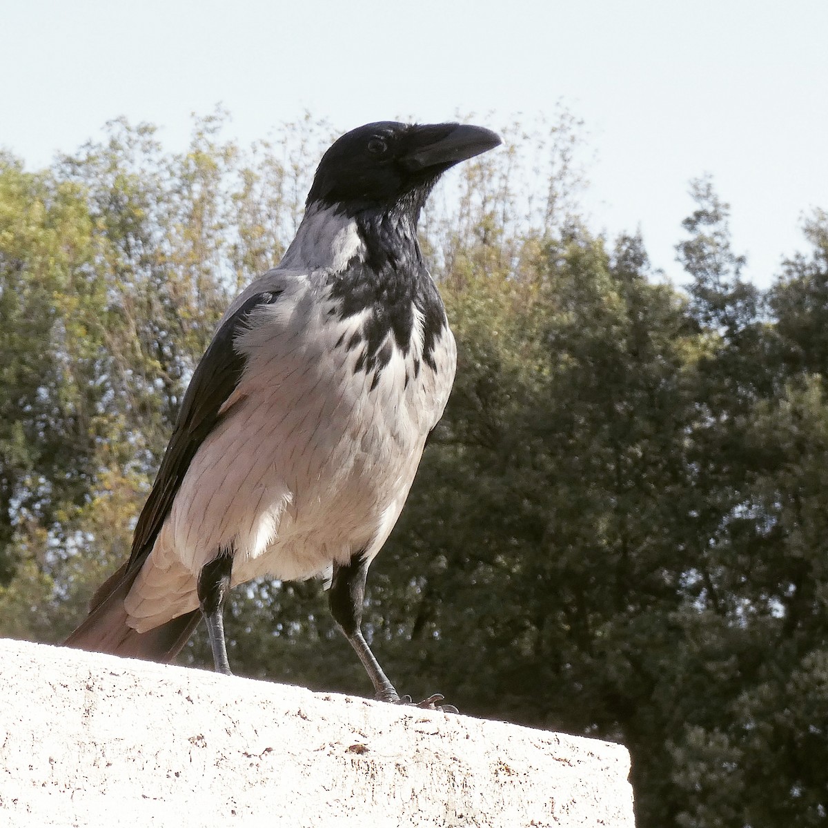 Nebelkrähe - ML645714571