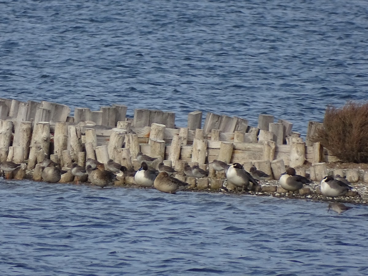 Spießente - ML645714575