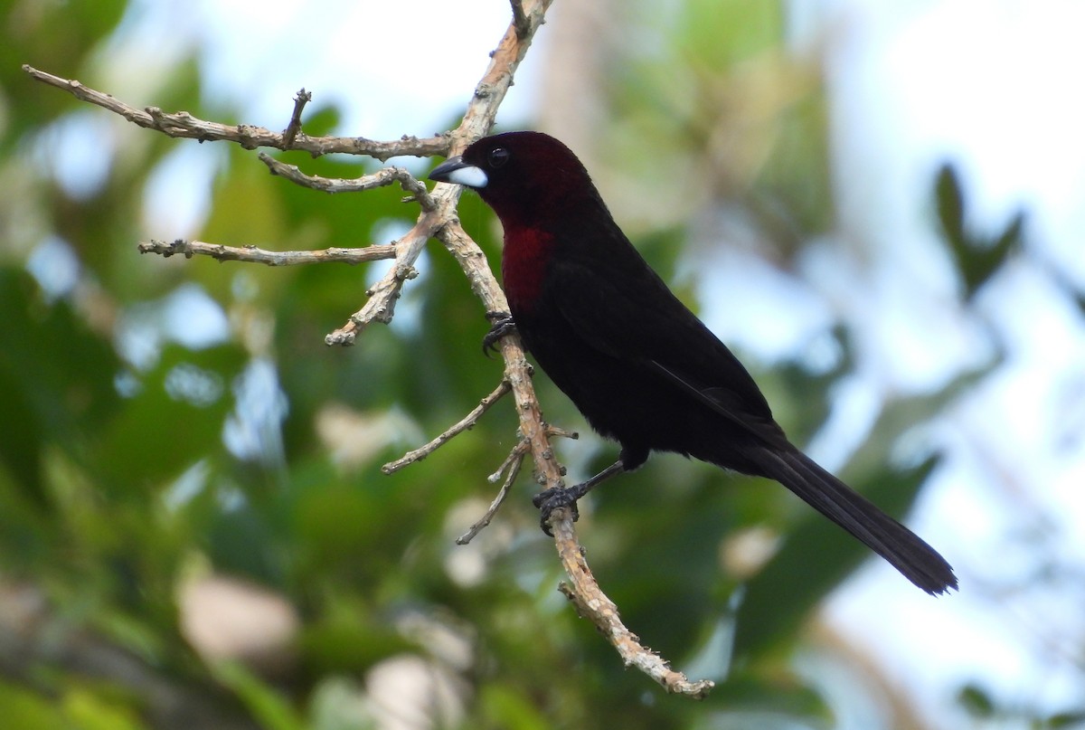 Purpurtangare - ML645714576