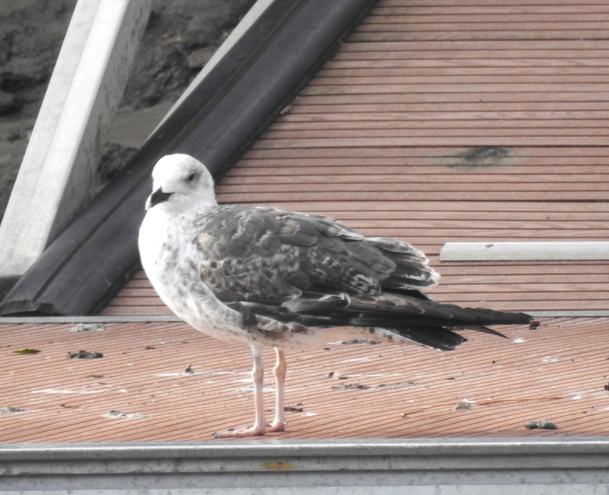 Heringsmöwe - ML645714582