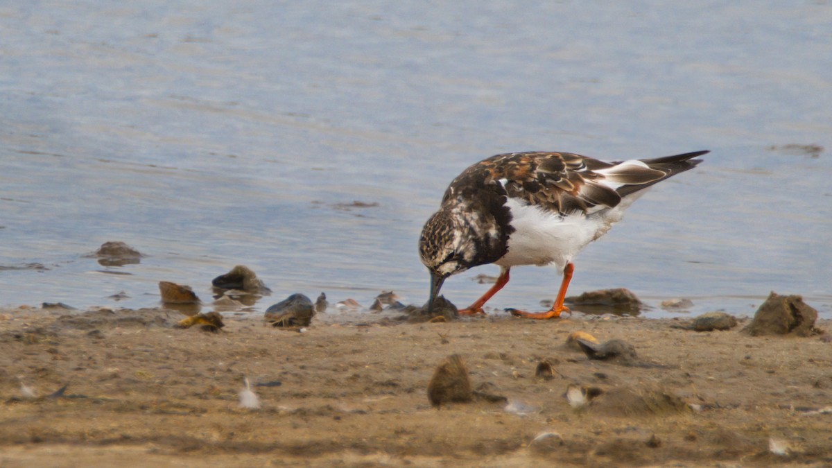 Steinwälzer - ML645714583