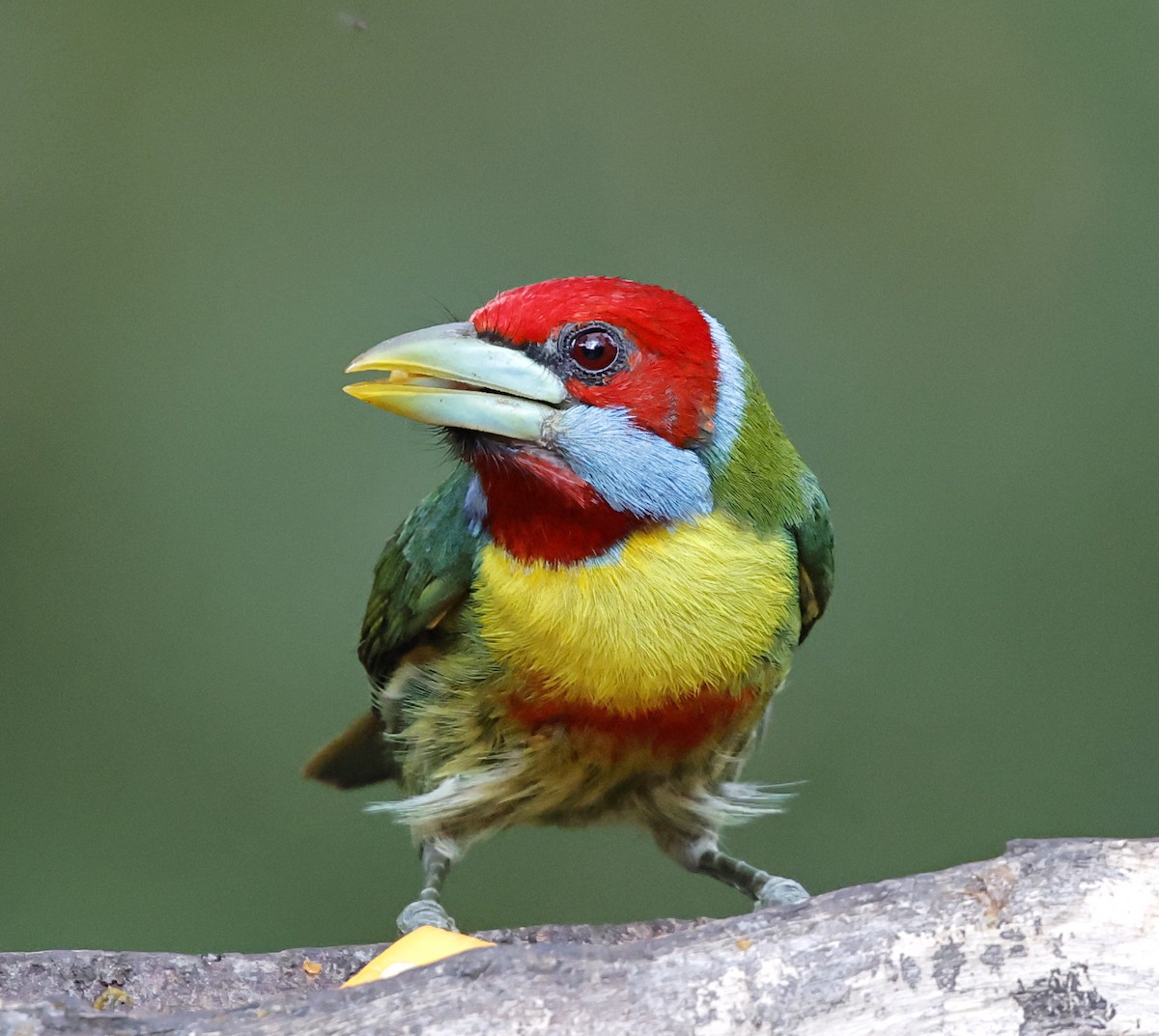 Buntbartvogel - ML645714584