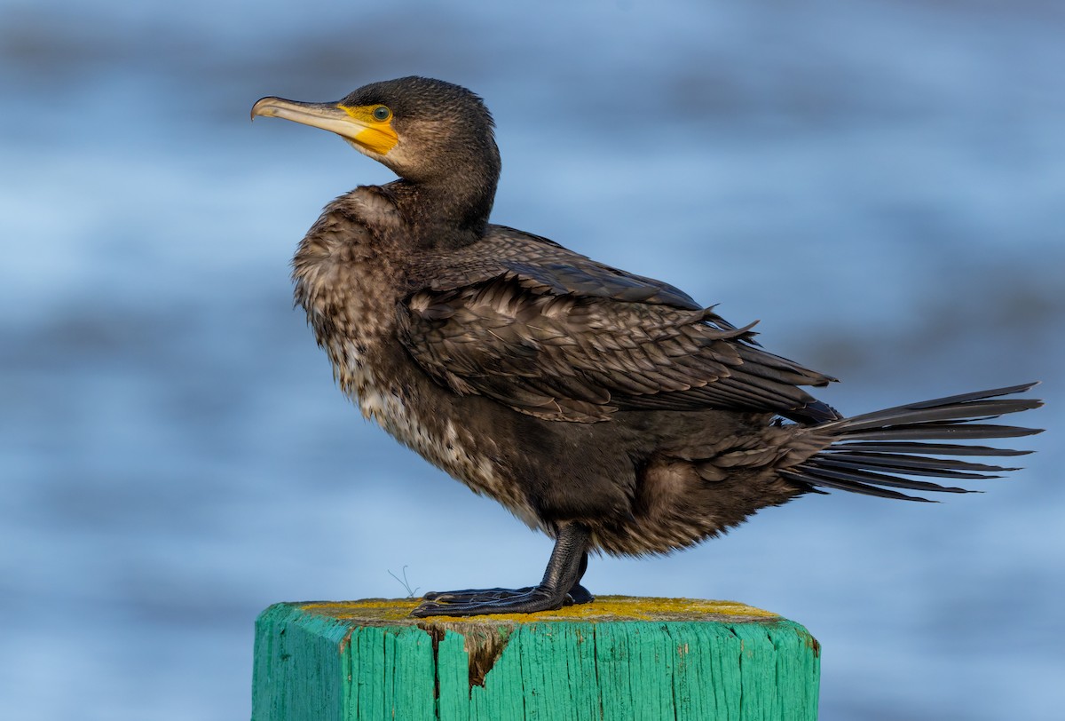 Great Cormorant - ML645714587