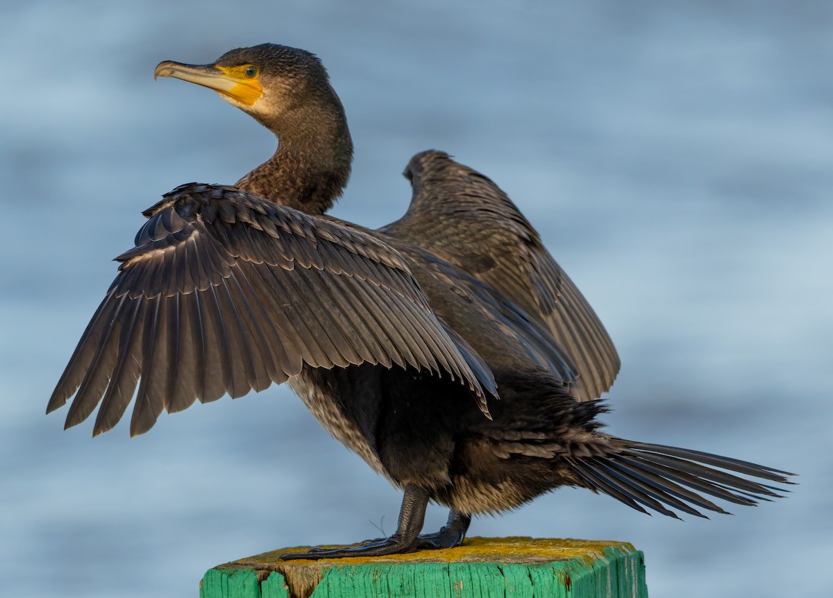 Great Cormorant - ML645714592
