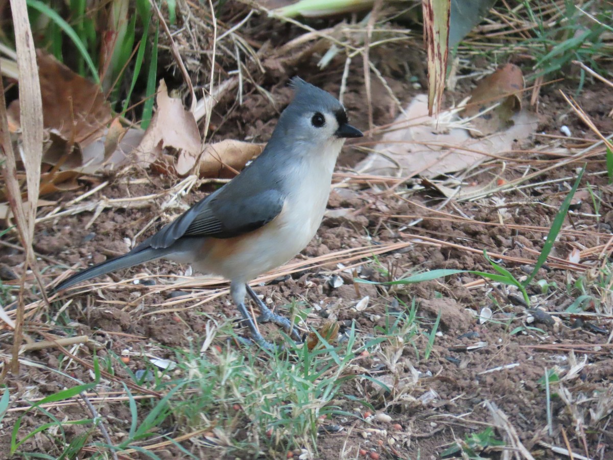 Tufted Titmouse - ML645714594