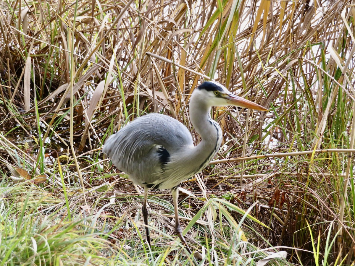 蒼鷺 - ML645714598