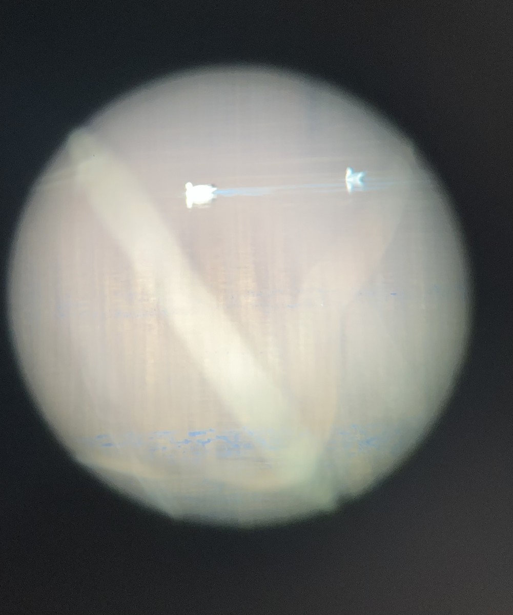 Ross's Goose - ML645714600